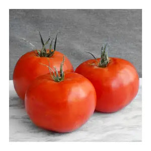 Tomate Hidropónico de Invernadero Agros 6 Pzas - ZK