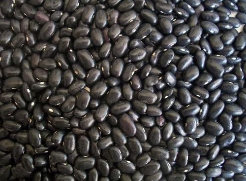 Paquete de frijol negro Joya 1K/10B - SCG